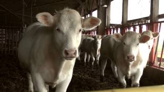 Expo Rive-Nord - Ferme St-Vincent - Élevage biologique