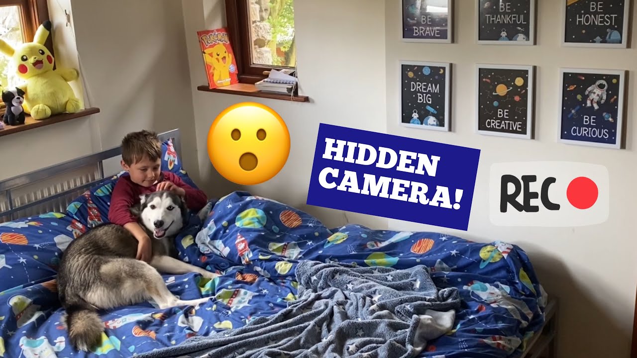 Husky Breaks Into Kids Bedroom & Then Refuses To Leave In The Funniest Way!! [HIDDEN CAMERA!]