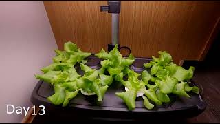 AeroGarden Lettuce growing 27 day timelapse