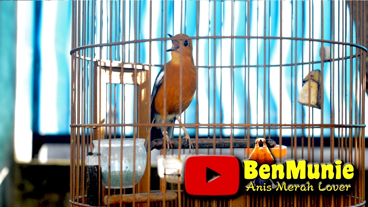 ANIS MERAH CEPAT TERPICU BUNYI DENGAN PANCINGAN ANIS MERAH INI #anismerah