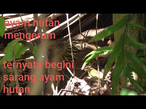 Video: Di mana ayam hutan berkaki merah bersarang?