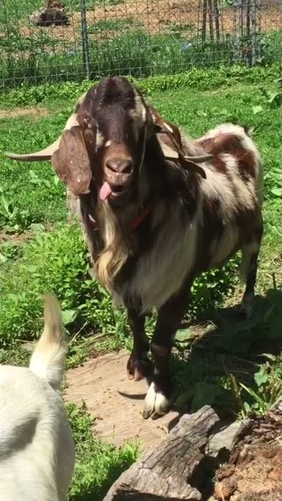 Goat's Strange Screams of Seduction || ViralHog