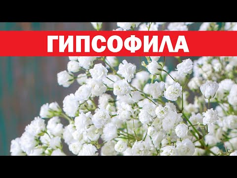 Гипсофила - украшение вашего сада