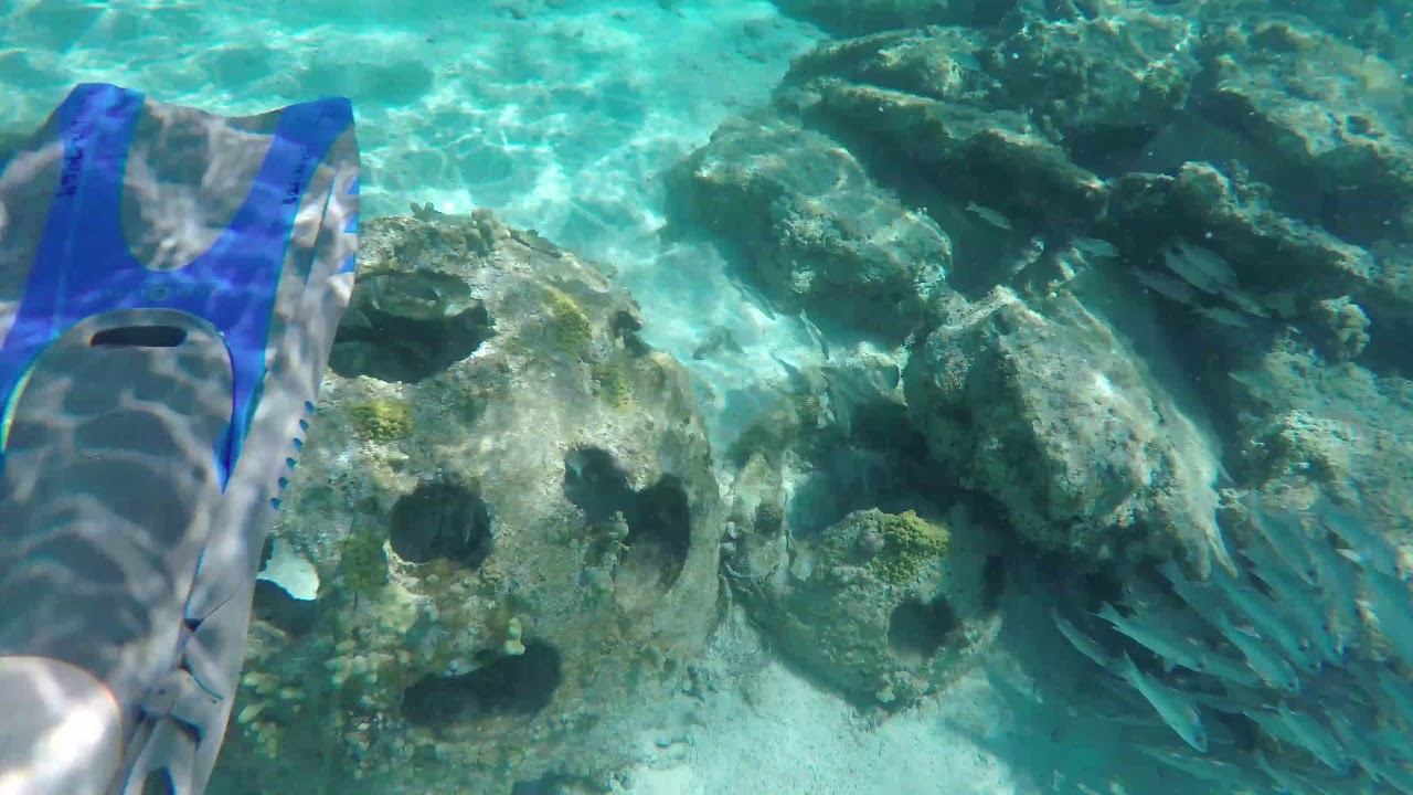 Castaway Cay Snorkeling From the "Disney Dream" 2018 YouTube