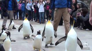 Penguin Parade at the Pittsburgh Zoo & PPG Aquarium
