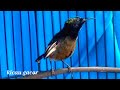 Terapi Kolibri Ninja Konin Bahan Agar Cepat Gacor Nembak Isian Mp3 - Mp4 Download
