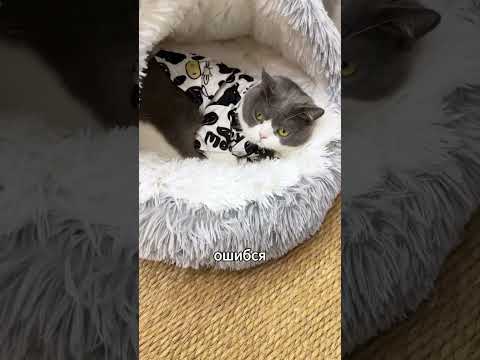 Психология котов: Разгадываем поведение питомцев 😺 (1 часть) #кот