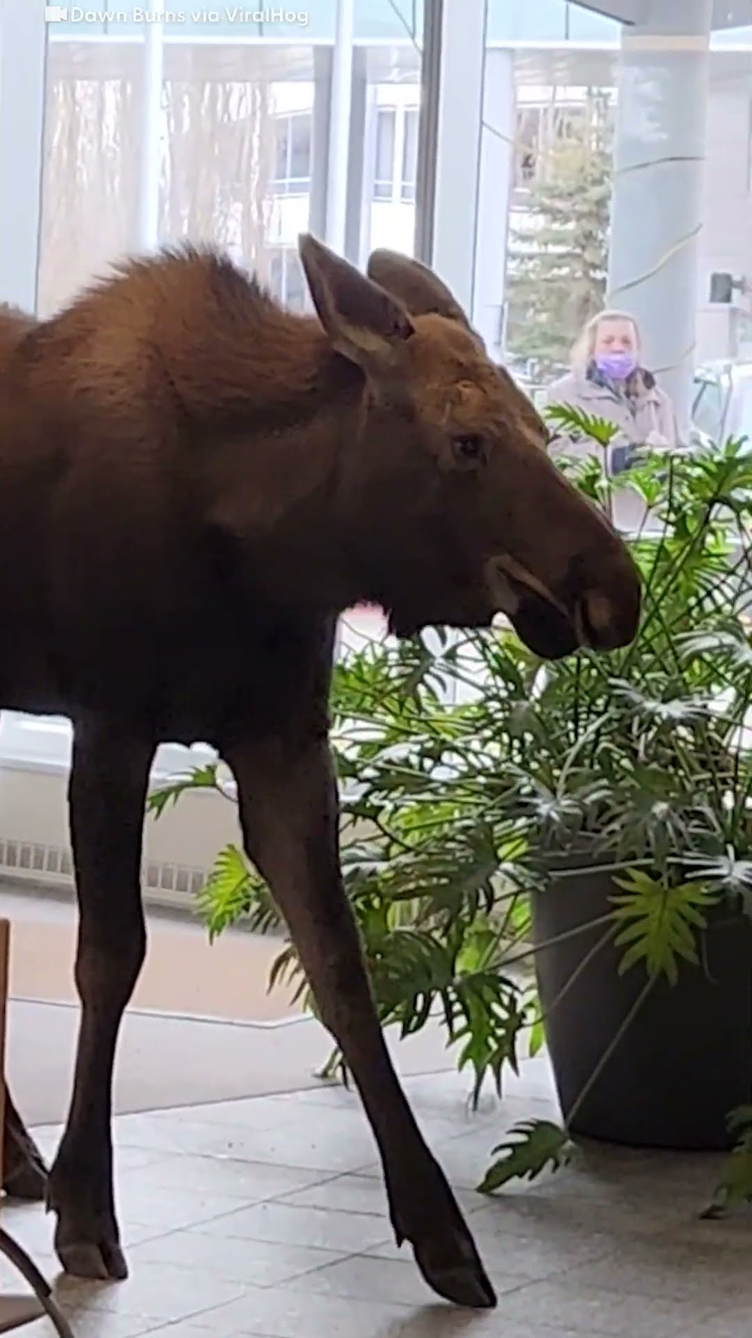 Moose Breaks Into A Hospital For A Snack | The Dodo