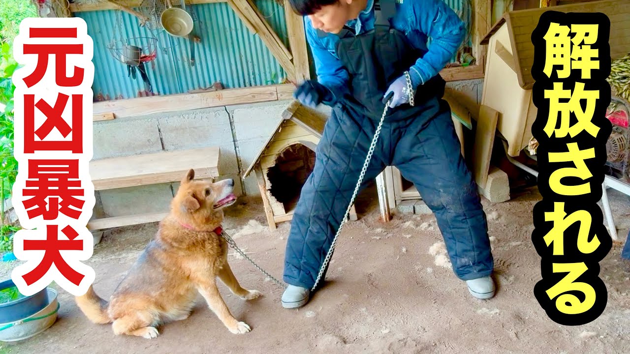 何年も繋がれてた老犬が解き放たれます - YouTube
