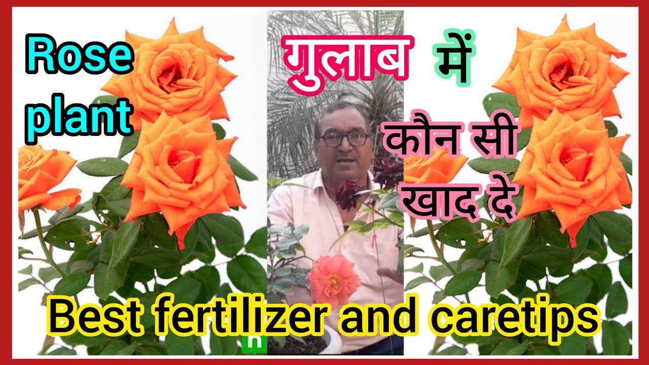 Best fertilizer for rose plantगुलाब/rose flower gardening and caretips