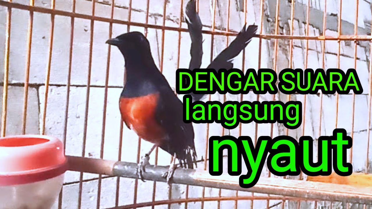 Pancingan murai batu agar cepat bunyi