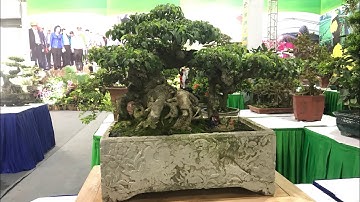 ẤN TƯỢNG TÁC PHẨM SANH BONSAI TRÊN BỂ ĐÁ CỔ CỦA ANH BẮC BÁT TRÀNG - HỘI CHỢ CUNG VIỆT XÔ - TẬP 2