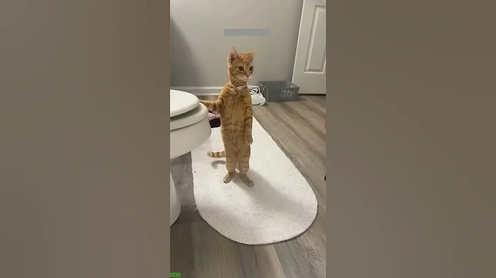 Video 10914881: kittens meowing cute, funny cats dogs clean