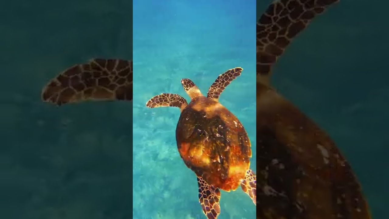 Beautiful underwater adventures freediving in Seychelles!!