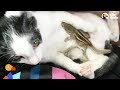 Cat Helps Lost Baby Squirrels Reunite With Their Mom | The Dodo