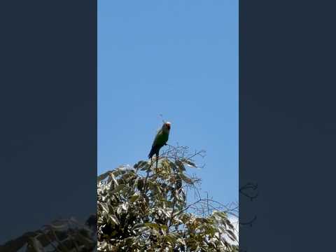 Som de periquito cantando, Jandaia coquinho gritando! #periquitos