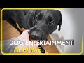 Dog Entertainment at Home | // 2 Min Vlog //