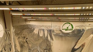 Week 1 Spider Farmer SE5000 grow DWC New Level Hydro weekly series. AMS and Quebec Seeds