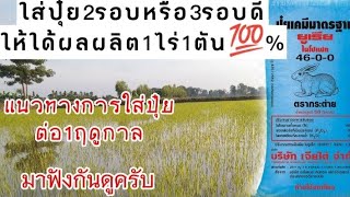 ใสปุ๋ยในนาข้าวกี่รอบดี2หรือ3ครั้งให้ใด้ข้าว1ไร่1ตันแน่นอน💯%