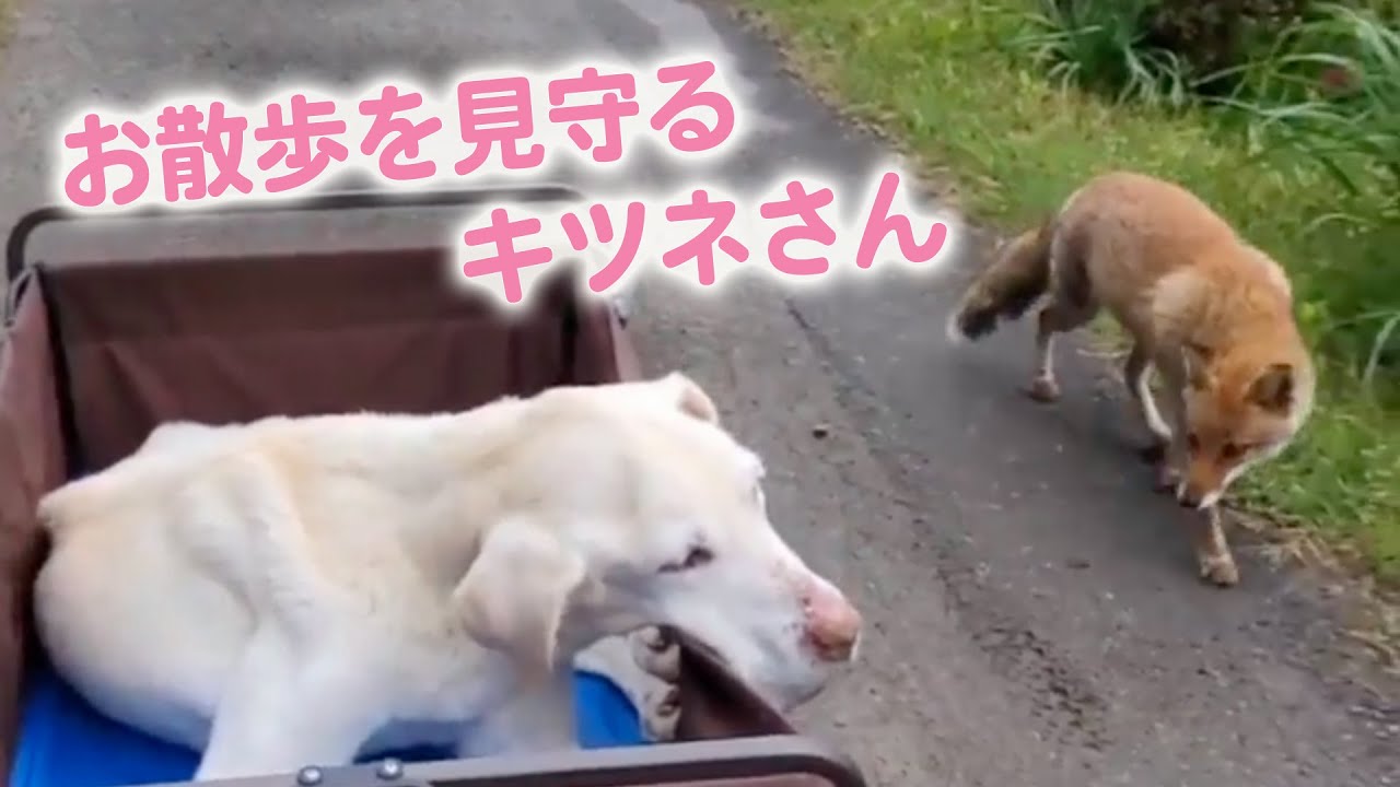 野ギツネさんと、シニア犬さんの間に生まれた、温かい関係｜PECO