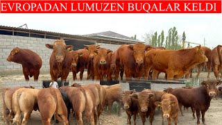 : EVROPADAN LUMUZEN BUQALAR KELDI HALI BUNAQASI KELMAGAN SHOSHILING
