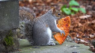 Squirrel Eating Pizza - Hackney London - Urban Wildlife