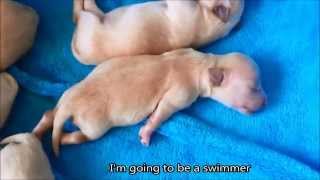 Maltipoo / Toy Poodle Puppies Life - Day 3-4 by Macy & Nala Adventure 35,919 views 9 years ago 2 minutes, 38 seconds