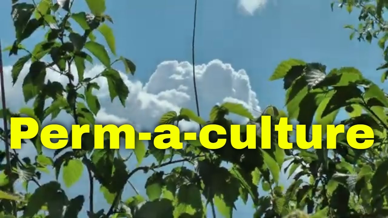 Tooling around my Permaculture Designed BACKYARD - YouTube