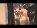 Puppy can't find friend behind mirror
