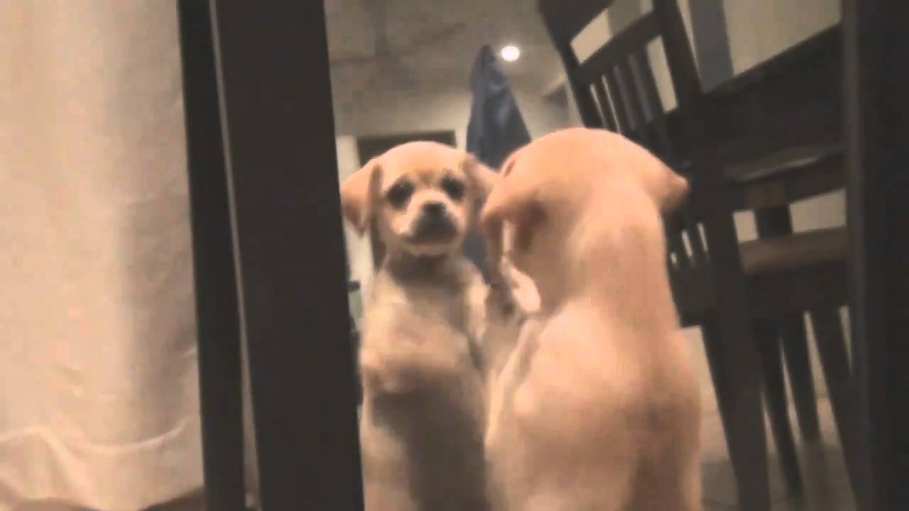 Bild från Hund söker efter sig själv