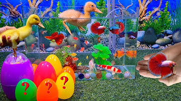 Bất ngờ quả trứng đầy màu sắc, vịt con, cá lia thia, cá betta, video động vật dễ thương