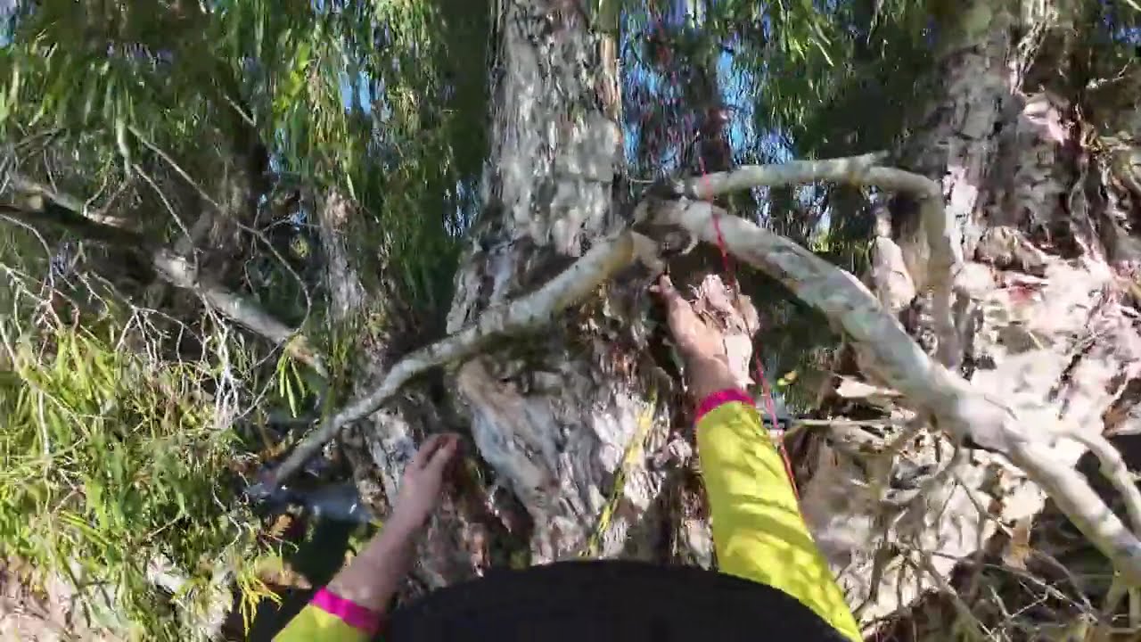 Bryn Norris - AHCARB322 Access trees for inspection - Inspection 2