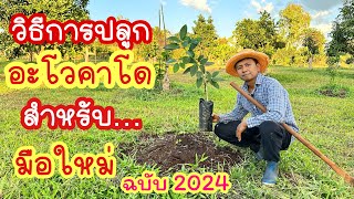 #วิธีการปลูกอะโวคาโด สำหรับมือใหม่ ฉบับ2024 #avocado #อะโวคาโด #ผลไม้ #เกษตรผสมผสาน