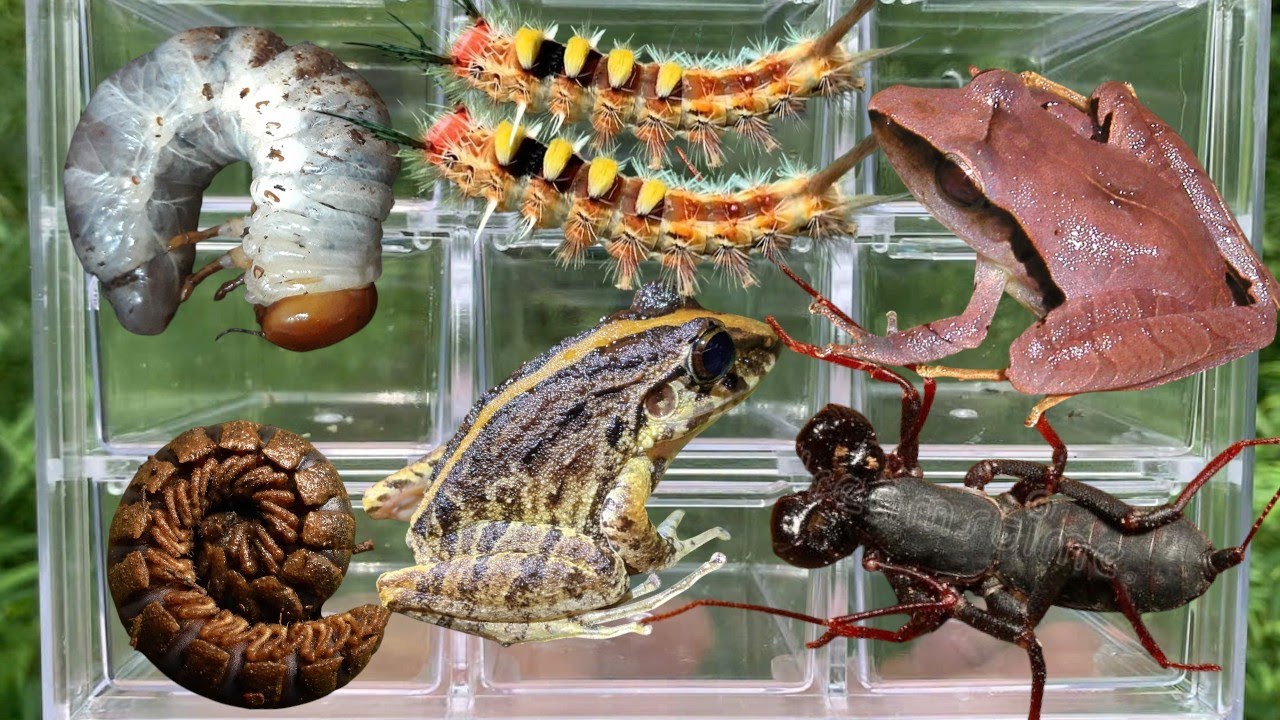 Strangest Creatures in the World | Frog Hunting Giant Insects – Extreme Close-Up