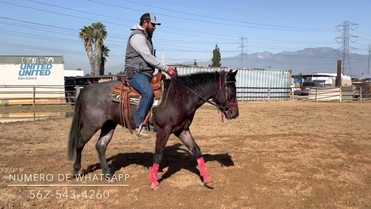 SEMANA #4 Iniciando potro a la rienda charra, trabajo y ejercicios para las ancas