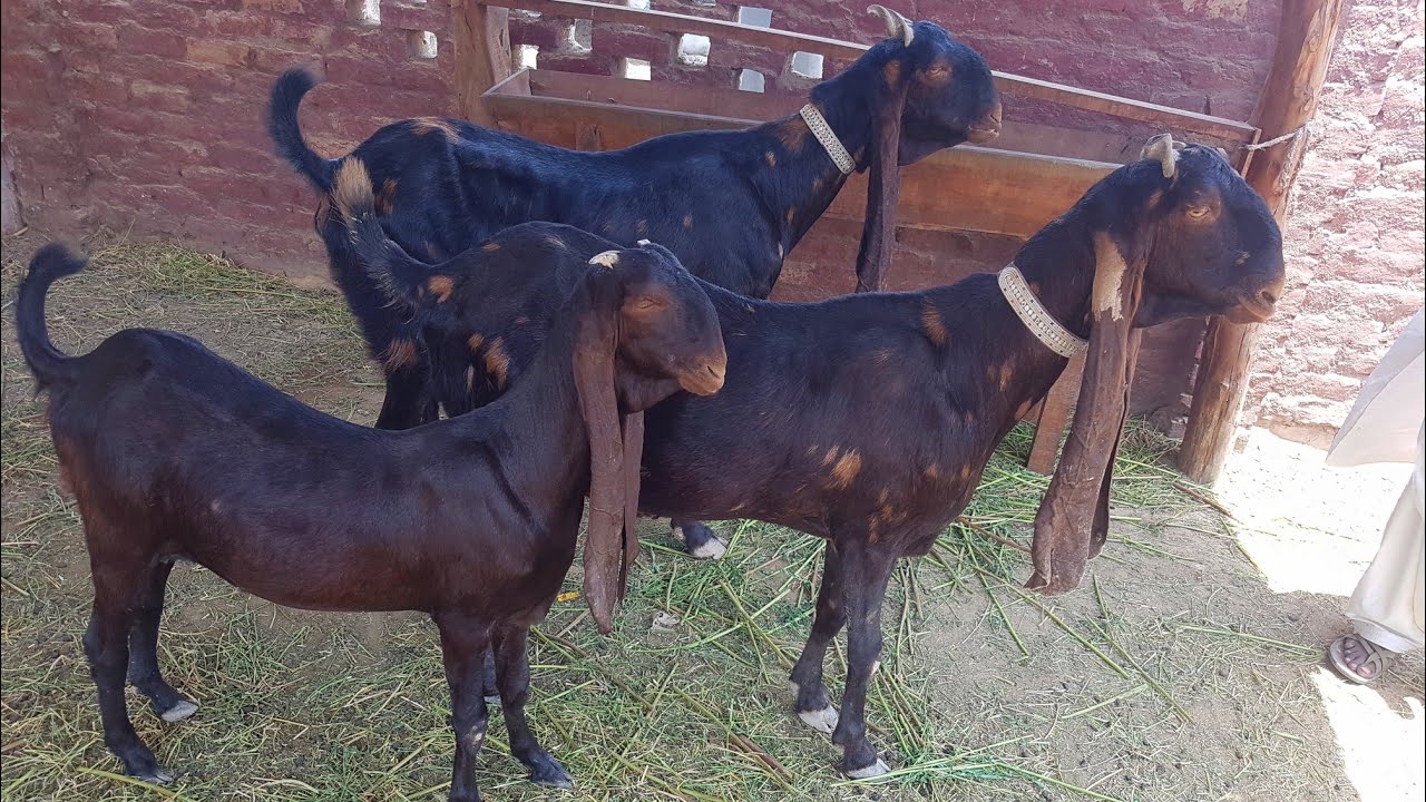 Купить камори. Козы породы Камори. Нубийские козы Камори. Пакистанская нубийская коза. Козы Шами Камори Пакистанские.