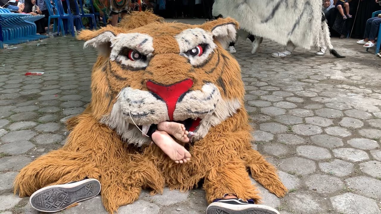 Bocah Santri Dimakan Barongan Macan New Pandawa Di Sidoarjo Guntur