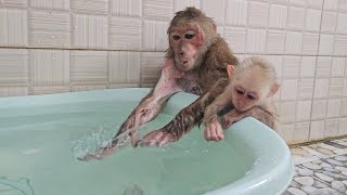 Monkey SU & Ku runaway take bath to delete traces because afraid punishment