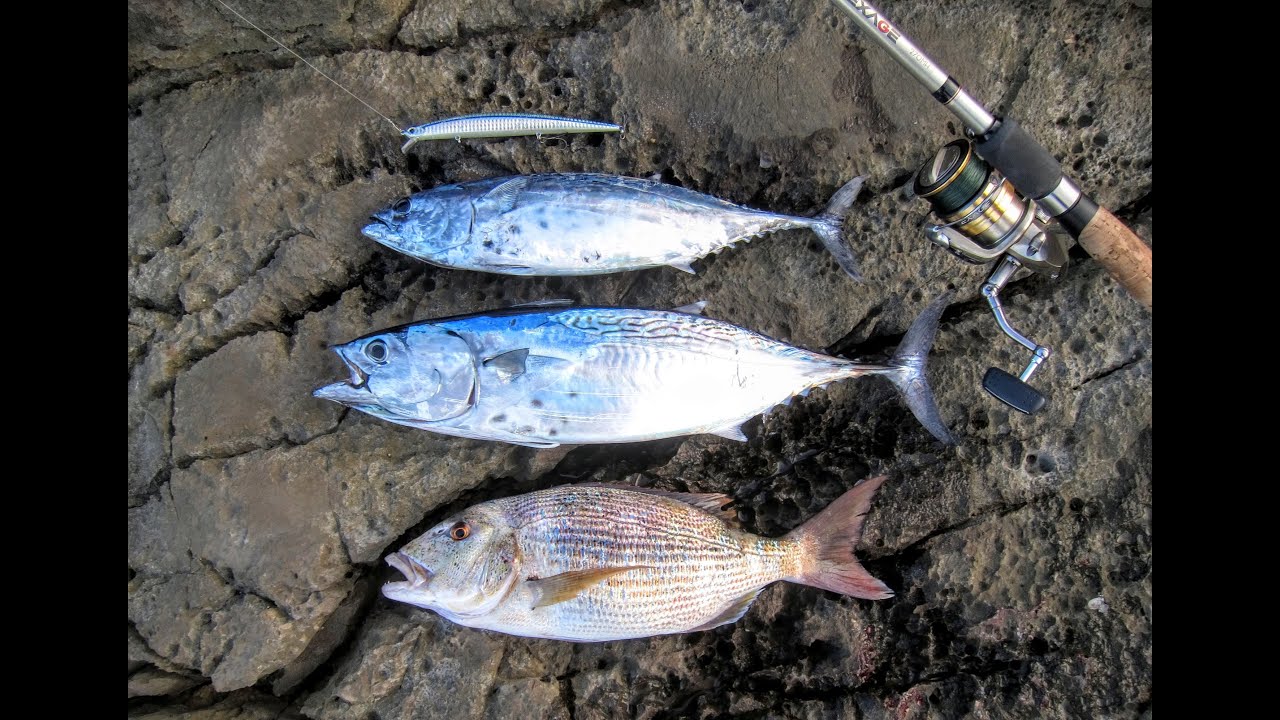 DUO Tide Minnow Slim 175. Bonito (Little tunny) & Dentex. 10.12.2015.