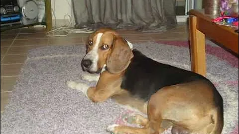 The best gekas dog in the world - Dusty