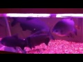 Kim's Monster Pacus.