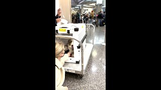 The Safest Way to Fly With Your Dog As Airline Pet Cargo