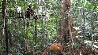 MEMIKAT KIJANG \u0026 BABI HUTAN SAAT BUAT RUMAH POHON DI TENGAH HUTAN🦌(hunting in the forest)