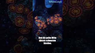 Zoanthus Alien Antivenom 🧬 – Farbenprächtige Polypen im Riff @whitecoralsgermany