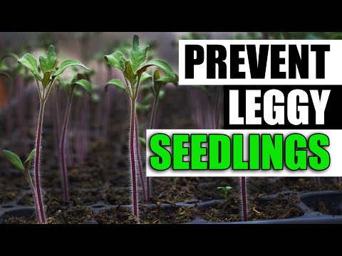 Vídeo: Legginess in Plants - Como evitar que as plantas fiquem com pernas longas