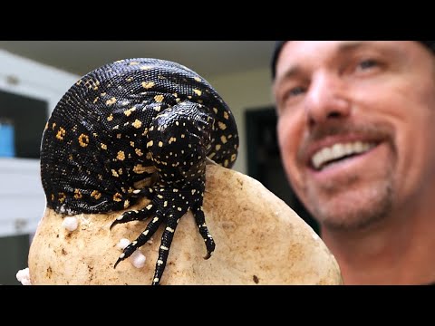 HOW DID THIS HAPPEN!? Cutting Water Monitor Eggs !