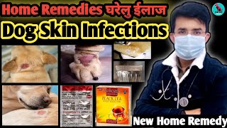 Home Remedy For Dog Skin Infections | How To Prepare Home Remedies  | घरेलु इलाज जानिए 100 % Result