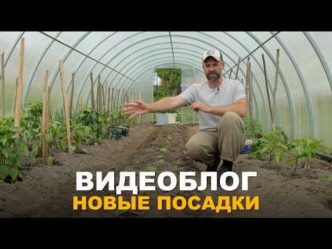 VLOG: PLANTING IN THE GREENHOUSE AND GARDEN CARE. Work on the plot, in the greenhouse, and in the...