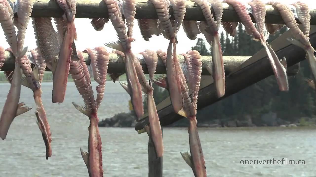 Neil Young Concert Visuals: Honor the Treaties