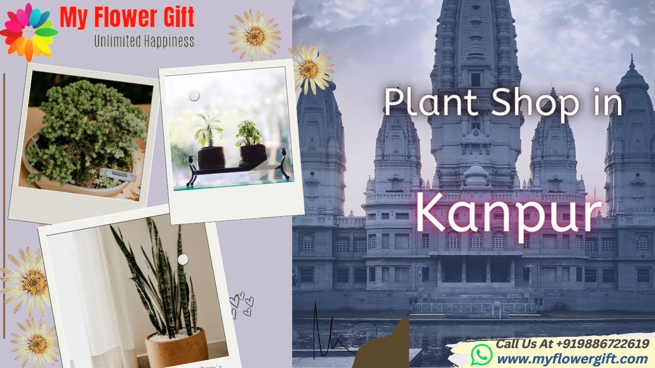 Plant shop in Kanpur Online Plant Delivery in Kanpur Same Day and
